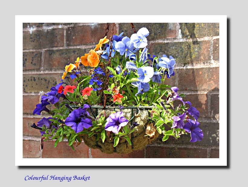 Hanging Basket